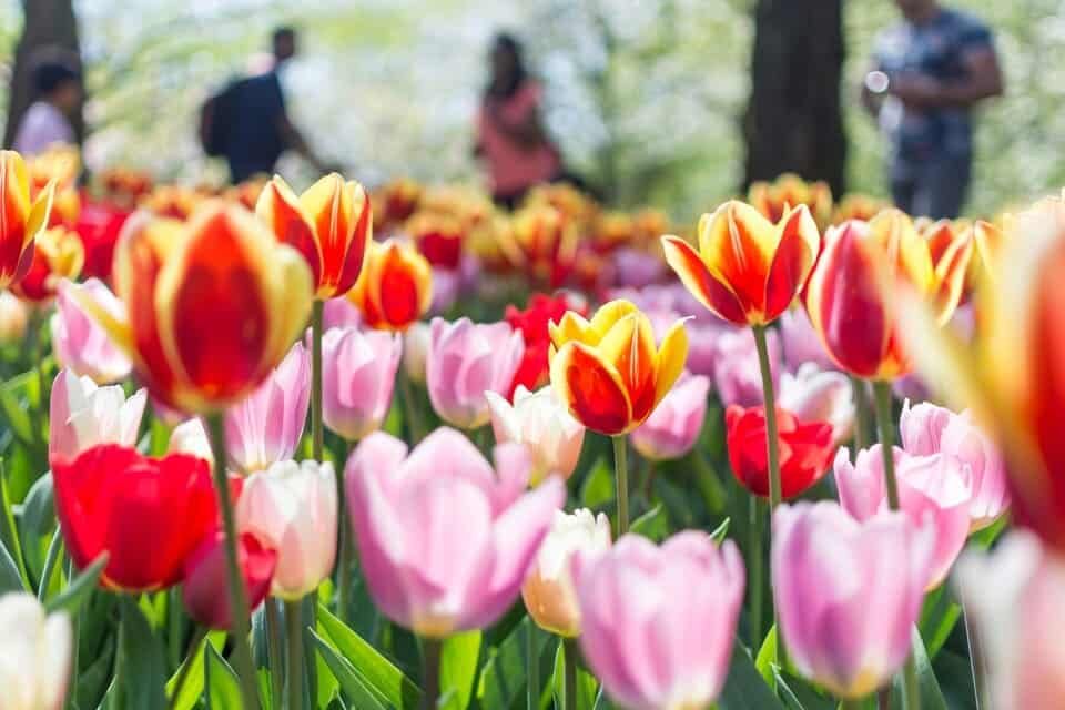Tulipán túra Amszterdam